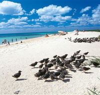 Michaelmas and Upolo Cays National Park - Palm Beach Accommodation