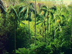 Coominglah QLD Palm Beach Accommodation
