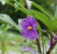 Alpha Native Flower Garden - Palm Beach Accommodation