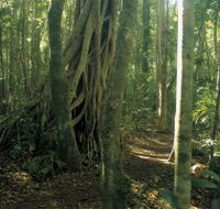 Mount Bithongabel - Palm Beach Accommodation
