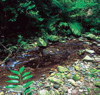 Wompoo Walk - Palm Beach Accommodation