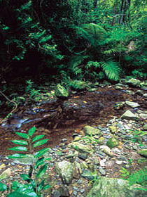 Wompoo Walk - Palm Beach Accommodation 0