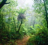 Lamington National Park Green Mountains Section - Palm Beach Accommodation