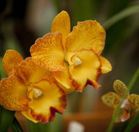 Queens Park - Orchid House - Palm Beach Accommodation