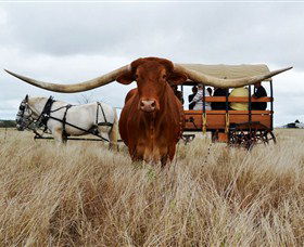 Texas Longhorn Wagon Tours And Safaris - Palm Beach Accommodation 0