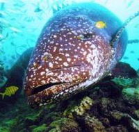 Lady Musgrave Island Dive Sites - Palm Beach Accommodation