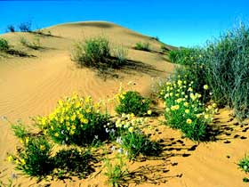 Simpson Desert National Park - Palm Beach Accommodation 0