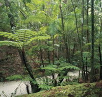 Fraser Island Great Walk - Palm Beach Accommodation