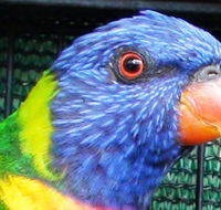 Fraser Coast Wildlife Sanctuary - Palm Beach Accommodation