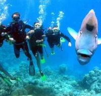 Henderson's Rock Dive Site - Palm Beach Accommodation