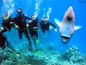 Henderson's Rock Dive Site - Palm Beach Accommodation 0