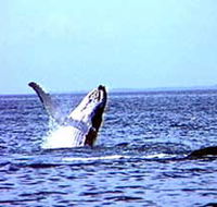Whale Watching - Palm Beach Accommodation