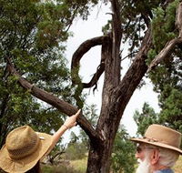 Charleville - Outback Native Timber Walk - Palm Beach Accommodation