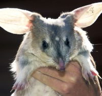Charleville - Bilby Experience - Palm Beach Accommodation