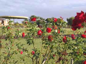 Elizabeth Park Rose Gardens - Palm Beach Accommodation 0