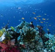 Cherubs Cave Dive Site - Palm Beach Accommodation