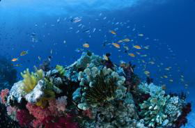 Cherubs Cave Dive Site - Palm Beach Accommodation 0