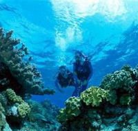 Coral Gardens Dive Site - Palm Beach Accommodation