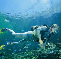 Manta Ray Bommie Dive Site - Palm Beach Accommodation