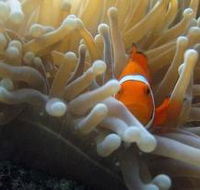 Flat Rock Dive Site - Palm Beach Accommodation