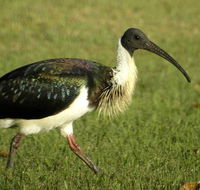 Toowoomba Bicentennial Waterbird Habitat - Palm Beach Accommodation