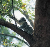 Daisy Hill Conservation Park - Palm Beach Accommodation