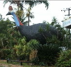 The Big Cassowary - Palm Beach Accommodation