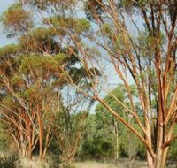 Myall Park Botanic Garden - Palm Beach Accommodation