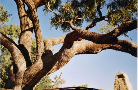 Burke And Wills Dig Tree - Palm Beach Accommodation 1