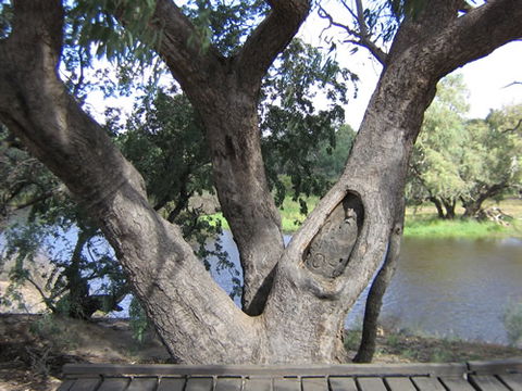 Burke And Wills Dig Tree - Palm Beach Accommodation 2