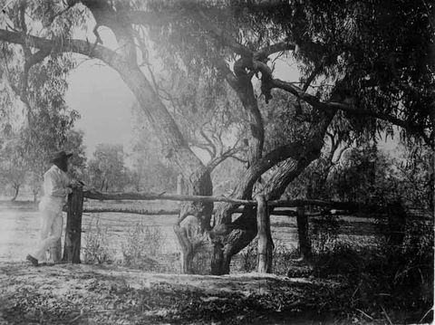 Burke And Wills Dig Tree - Palm Beach Accommodation 4