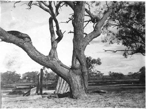 Burke And Wills Dig Tree - Palm Beach Accommodation 5