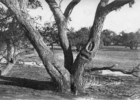 Burke And Wills Dig Tree - Palm Beach Accommodation 6
