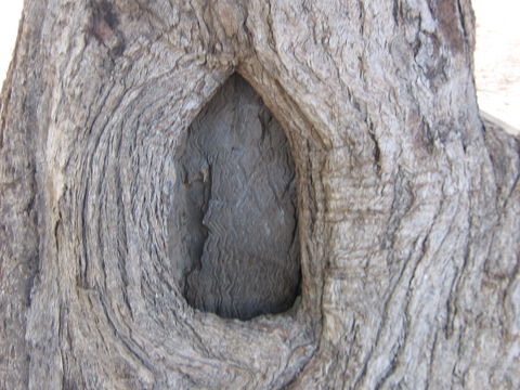 Burke And Wills Dig Tree - Palm Beach Accommodation 10