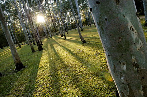 Tondoon Botanic Gardens - Palm Beach Accommodation 0