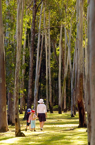 Tondoon Botanic Gardens - Palm Beach Accommodation 3