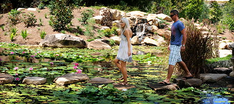 Tondoon Botanic Gardens - Palm Beach Accommodation 7
