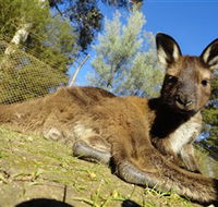 Ballarat Wildlife Park - Palm Beach Accommodation