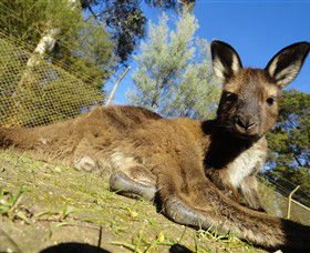 Ballarat Wildlife Park - Palm Beach Accommodation 0