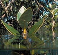 Jawbone Marine Sanctuary - Palm Beach Accommodation