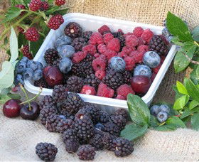 Bright Berry Farms - Palm Beach Accommodation 0