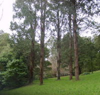 Mount Dandenong Arboretum - Palm Beach Accommodation
