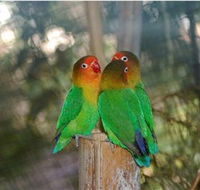 Ballarat Bird World - Palm Beach Accommodation