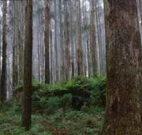 Kinglake National Park - Palm Beach Accommodation