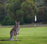 Anglesea Golf Club - Palm Beach Accommodation