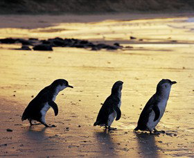 Ventnor VIC Palm Beach Accommodation