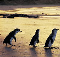 Phillip Island Nature Park - Palm Beach Accommodation