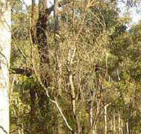 Warby-Ovens National Park - Palm Beach Accommodation