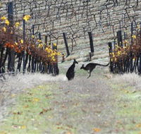 Blue Pyrenees Estate - Palm Beach Accommodation