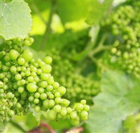 Waratah Hills Vineyard - Palm Beach Accommodation